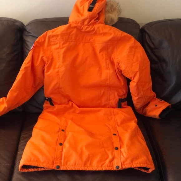 Canada goose - Picture 4 of 7